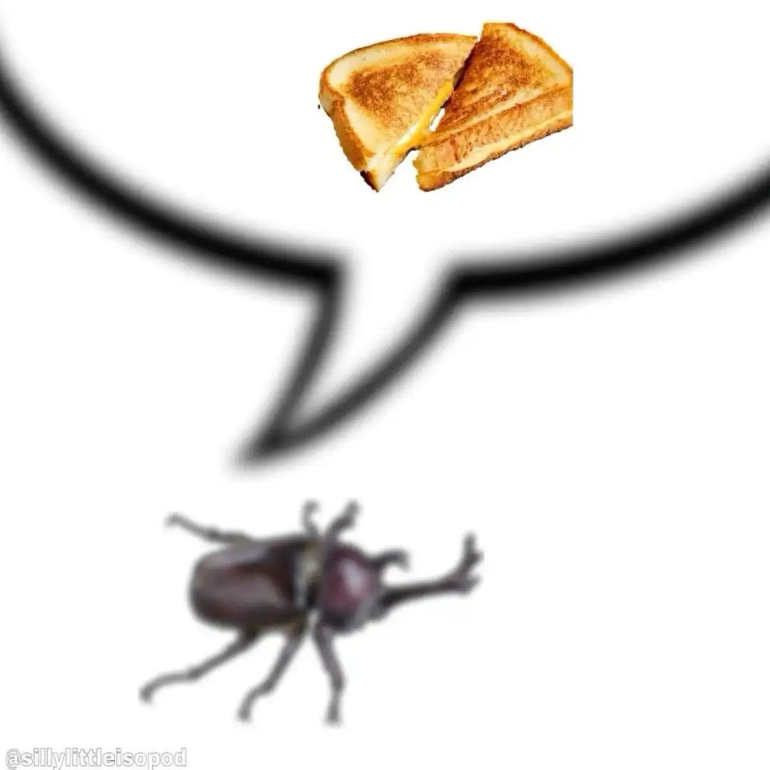 beetle thinking about grilled cheese